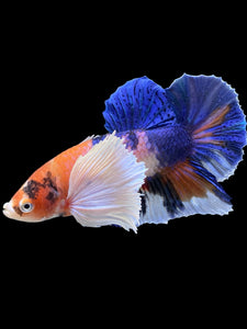 Male Halfmoon Plakat - Candy Dumbo #357 - Live Betta Fish