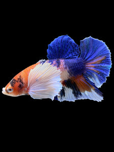 Male Halfmoon Plakat - Candy Dumbo #357 - Live Betta Fish