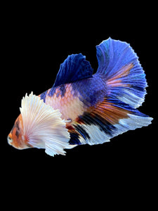 Male Halfmoon Plakat - Candy Dumbo #357 - Live Betta Fish