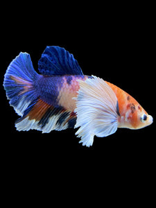 Male Halfmoon Plakat - Candy Dumbo #357 - Live Betta Fish