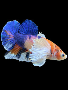 Male Halfmoon Plakat - Candy Dumbo #357 - Live Betta Fish