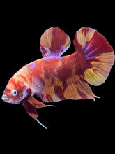 Load image into Gallery viewer, GIANT Male Halfmoon Plakat - Purple Nemo #358 - Live Betta Fish
