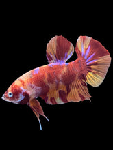 Load image into Gallery viewer, GIANT Male Halfmoon Plakat - Purple Nemo #358 - Live Betta Fish
