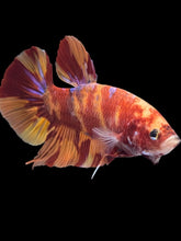 Load image into Gallery viewer, GIANT Male Halfmoon Plakat - Purple Nemo #358 - Live Betta Fish
