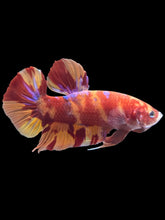 Load image into Gallery viewer, GIANT Male Halfmoon Plakat - Purple Nemo #358 - Live Betta Fish

