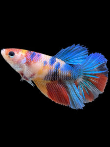 TOP GRADE Female Halfmoon - Multicolor #359 - Live Betta Fish