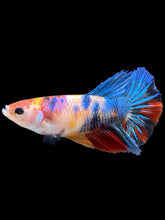 Load image into Gallery viewer, TOP GRADE Female Halfmoon - Multicolor #359 - Live Betta Fish
