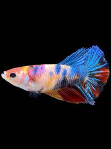 TOP GRADE Female Halfmoon - Multicolor #359 - Live Betta Fish