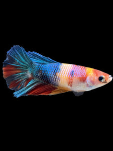 TOP GRADE Female Halfmoon - Multicolor #359 - Live Betta Fish