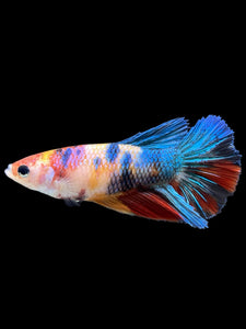 TOP GRADE Female Halfmoon - Multicolor #359 - Live Betta Fish