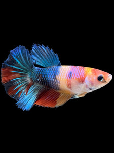 TOP GRADE Female Halfmoon - Multicolor #359 - Live Betta Fish