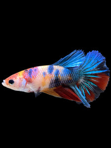 TOP GRADE Female Halfmoon - Multicolor #359 - Live Betta Fish