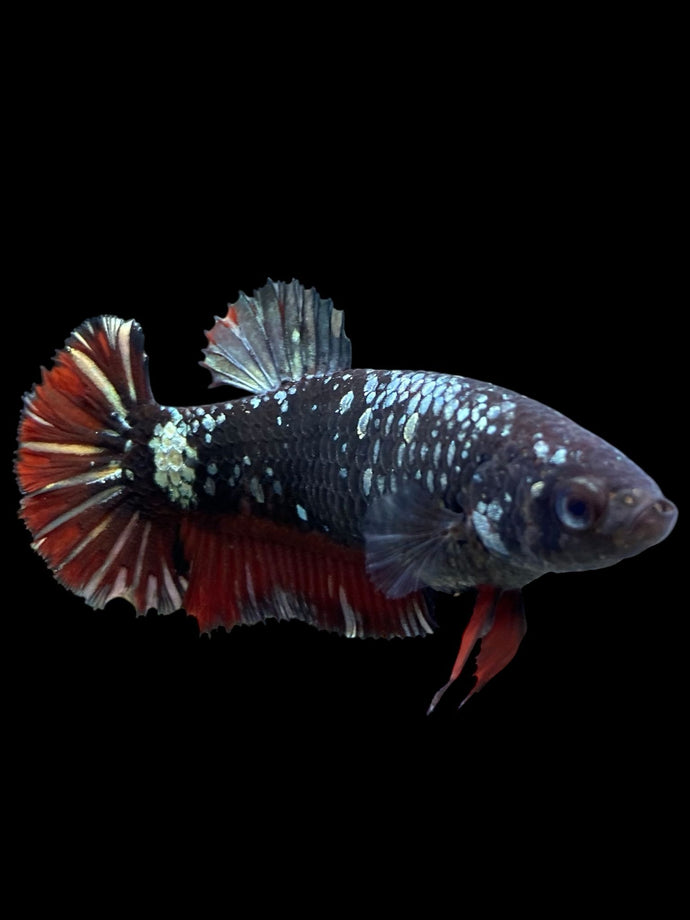 Female Halfmoon Plakat - Avatar #361 - Live Betta Fish