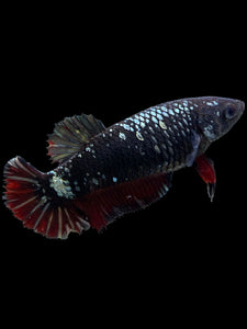 Female Halfmoon Plakat - Avatar #361 - Live Betta Fish