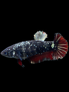 Female Halfmoon Plakat - Avatar #361 - Live Betta Fish