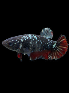 Female Halfmoon Plakat - Avatar #361 - Live Betta Fish