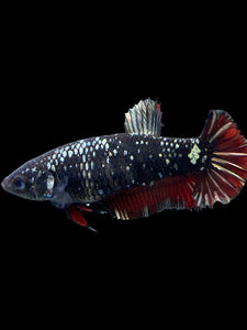 Female Halfmoon Plakat - Avatar #361 - Live Betta Fish