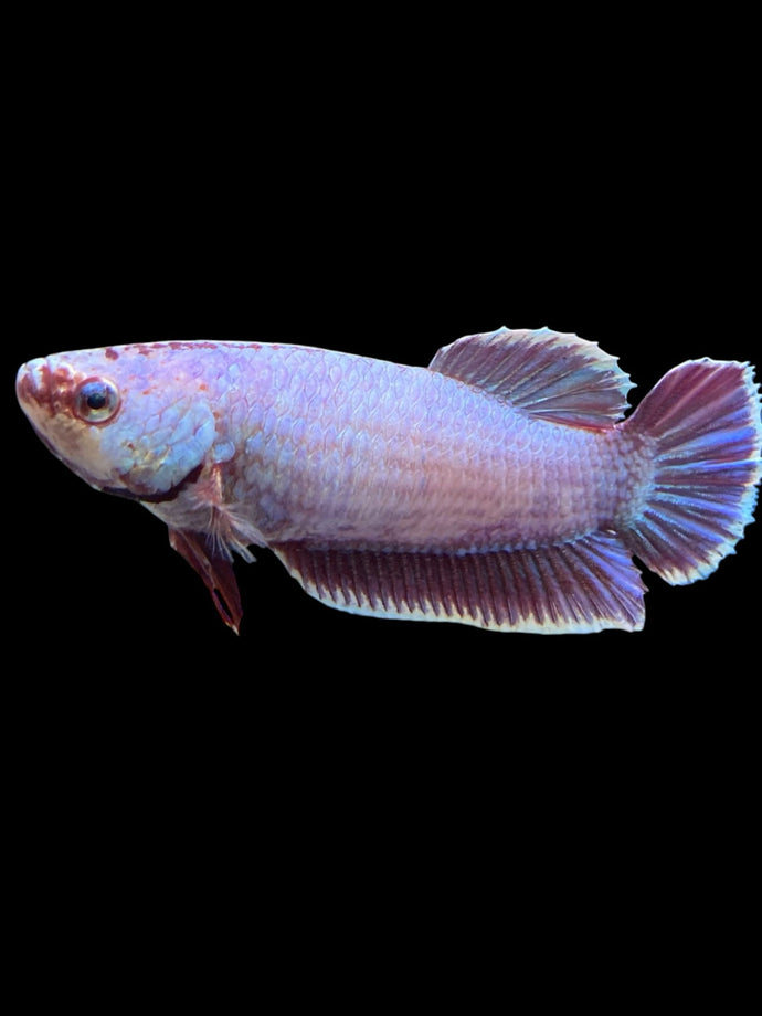 GIANT Female Halfmoon Plakat - Purple #362 Live Betta Fish