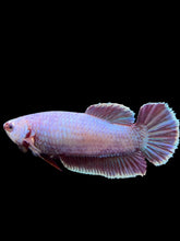 Load image into Gallery viewer, GIANT Female Halfmoon Plakat - Purple #362 Live Betta Fish
