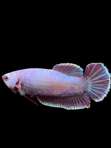 GIANT Female Halfmoon Plakat - Purple #362 Live Betta Fish