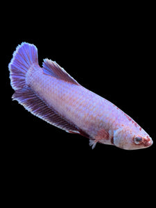 GIANT Female Halfmoon Plakat - Purple #362 Live Betta Fish