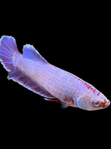 GIANT Female Halfmoon Plakat - Purple #362 Live Betta Fish