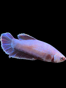 GIANT Female Halfmoon Plakat - Purple #362 Live Betta Fish