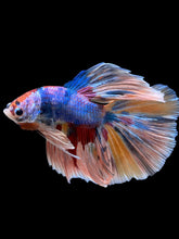 Load image into Gallery viewer, Male Halfmoon - Multicolor #363 - Live Betta Fish
