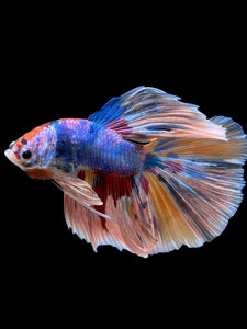 Male Halfmoon - Multicolor #363 - Live Betta Fish