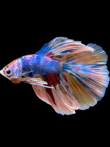 Male Halfmoon - Multicolor #363 - Live Betta Fish