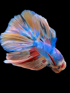 Male Halfmoon - Multicolor #363 - Live Betta Fish