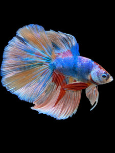 Male Halfmoon - Multicolor #363 - Live Betta Fish