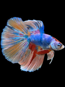 Male Halfmoon - Multicolor #363 - Live Betta Fish