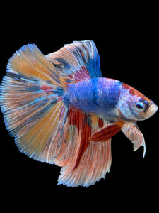 Male Halfmoon - Multicolor #363 - Live Betta Fish