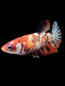 Female Halfmoon Plakat - Nemo Copper #364 - Live Betta Fish