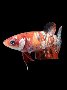 Female Halfmoon Plakat - Nemo Copper #364 - Live Betta Fish