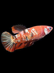 Female Halfmoon Plakat - Nemo Copper #364 - Live Betta Fish