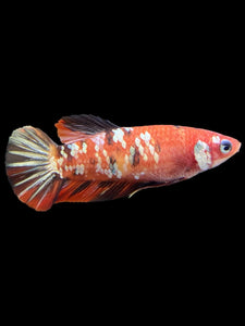 Female Halfmoon Plakat - Nemo Copper #364 - Live Betta Fish