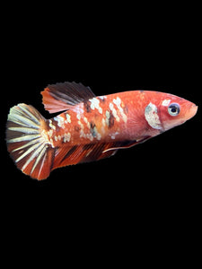 Female Halfmoon Plakat - Nemo Copper #364 - Live Betta Fish