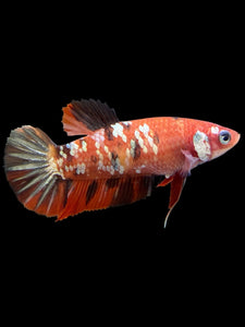 Female Halfmoon Plakat - Nemo Copper #364 - Live Betta Fish