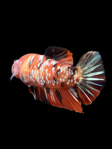 Female Halfmoon Plakat - Nemo Copper #364 - Live Betta Fish