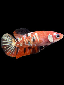 Female Halfmoon Plakat - Nemo Copper #364 - Live Betta Fish