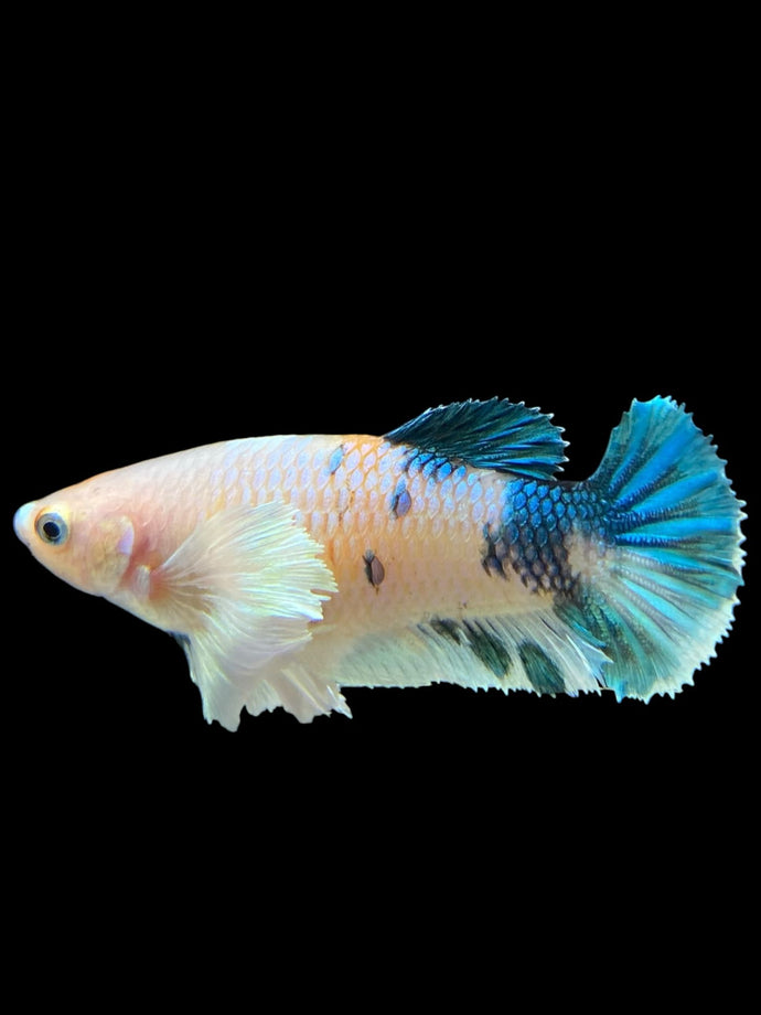 Female Halfmoon Plakat - Candy Dumbo #365 - Live Betta Fish