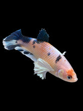 Load image into Gallery viewer, Female Halfmoon Plakat - Candy Dumbo #365 - Live Betta Fish
