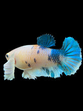 Load image into Gallery viewer, Female Halfmoon Plakat - Candy Dumbo #365 - Live Betta Fish
