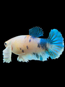 Female Halfmoon Plakat - Candy Dumbo #365 - Live Betta Fish