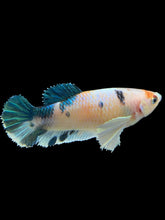 Load image into Gallery viewer, Female Halfmoon Plakat - Candy Dumbo #365 - Live Betta Fish
