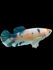 Female Halfmoon Plakat - Candy Dumbo #365 - Live Betta Fish