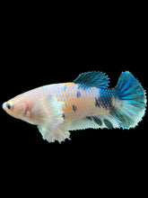 Load image into Gallery viewer, Female Halfmoon Plakat - Candy Dumbo #365 - Live Betta Fish
