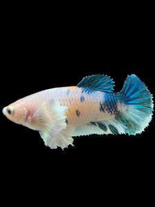 Female Halfmoon Plakat - Candy Dumbo #365 - Live Betta Fish